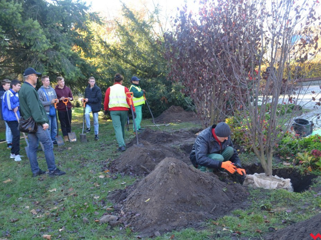 Zielono nam! Alejka w parku Dzieci Wrzesińskich z nowymi drzewami