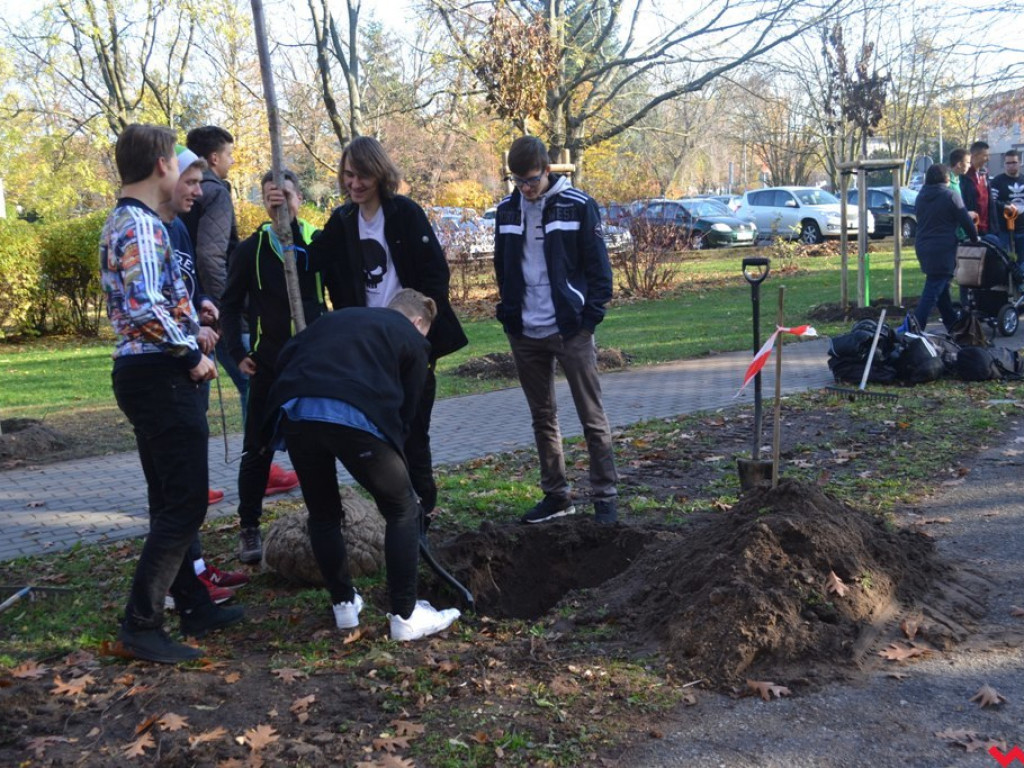 Zielono nam! Alejka w parku Dzieci Wrzesińskich z nowymi drzewami