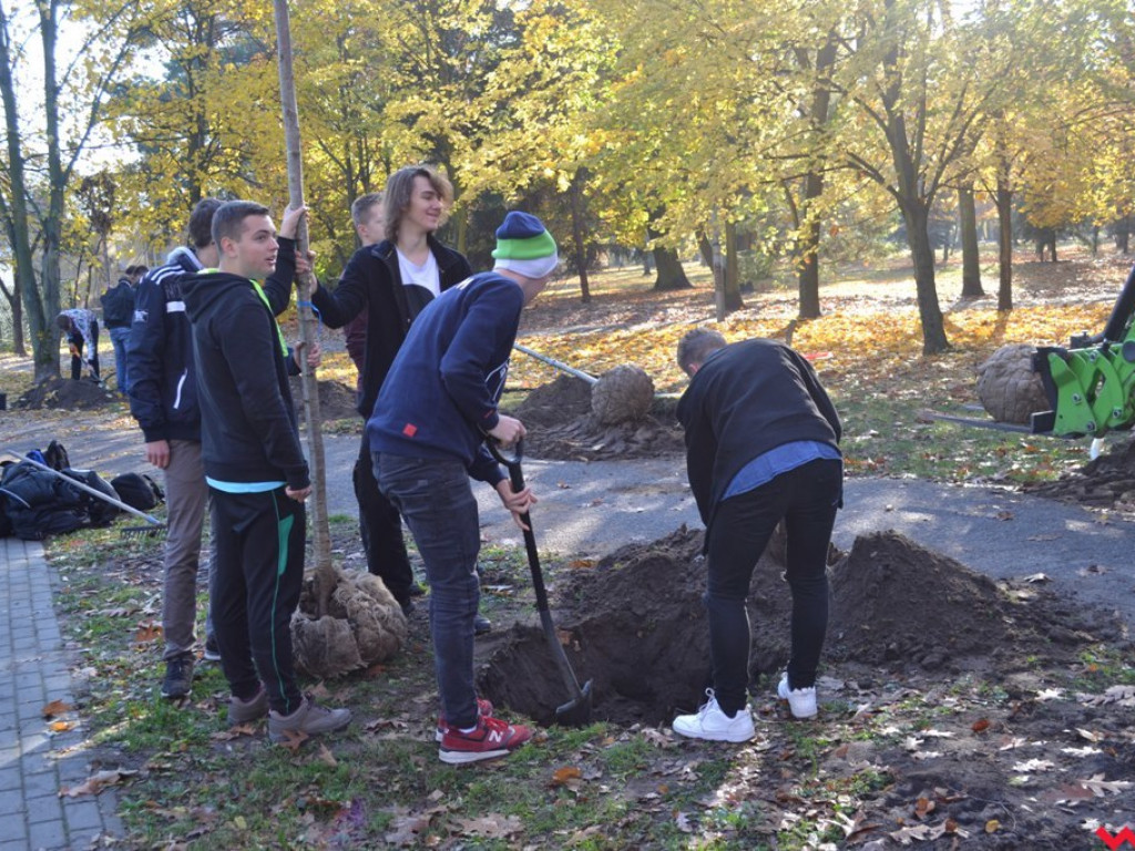 Zielono nam! Alejka w parku Dzieci Wrzesińskich z nowymi drzewami