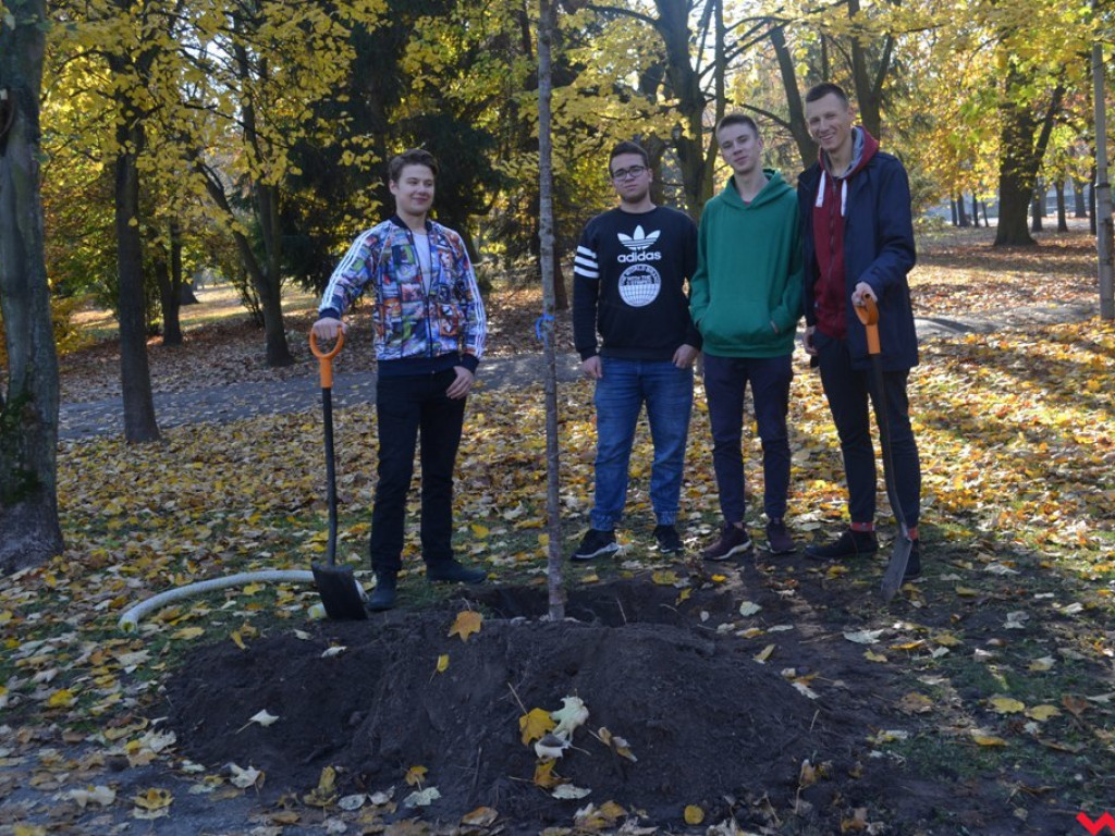 Zielono nam! Alejka w parku Dzieci Wrzesińskich z nowymi drzewami