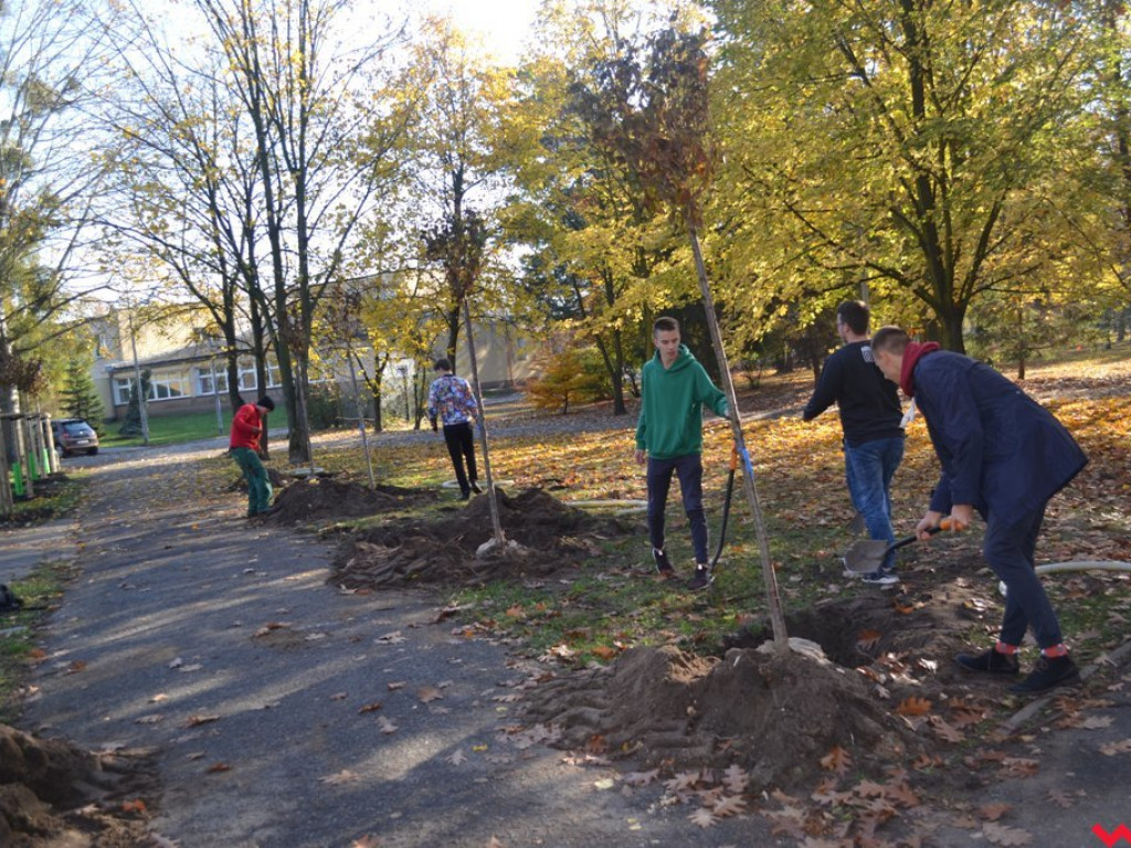 Zielono nam! Alejka w parku Dzieci Wrzesińskich z nowymi drzewami