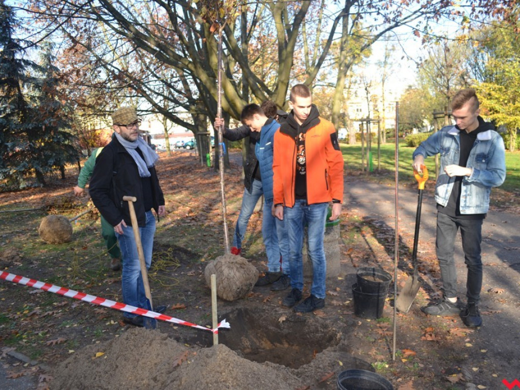 Zielono nam! Alejka w parku Dzieci Wrzesińskich z nowymi drzewami