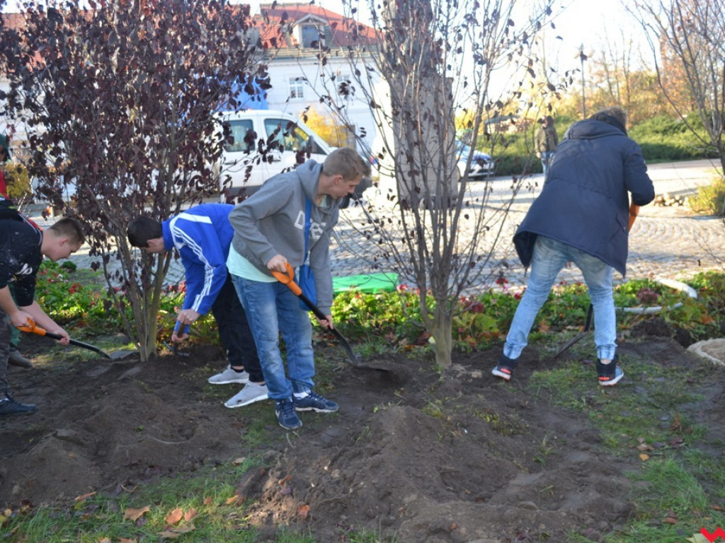 Zielono nam! Alejka w parku Dzieci Wrzesińskich z nowymi drzewami