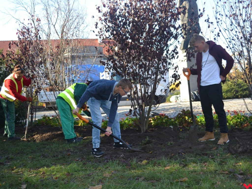 Zielono nam! Alejka w parku Dzieci Wrzesińskich z nowymi drzewami