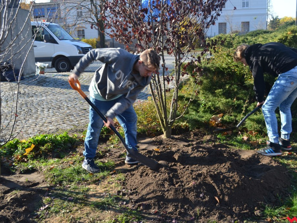 Zielono nam! Alejka w parku Dzieci Wrzesińskich z nowymi drzewami