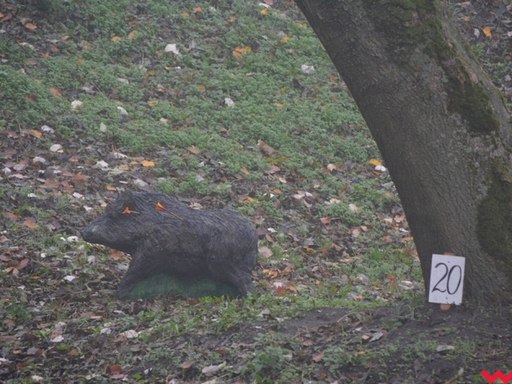 Na dzika? Tylko w Grzybowie i tylko z łukiem
