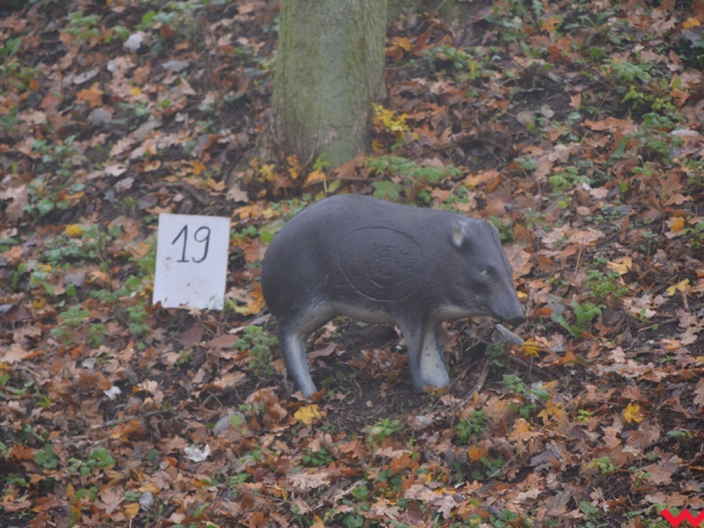 Na dzika? Tylko w Grzybowie i tylko z łukiem