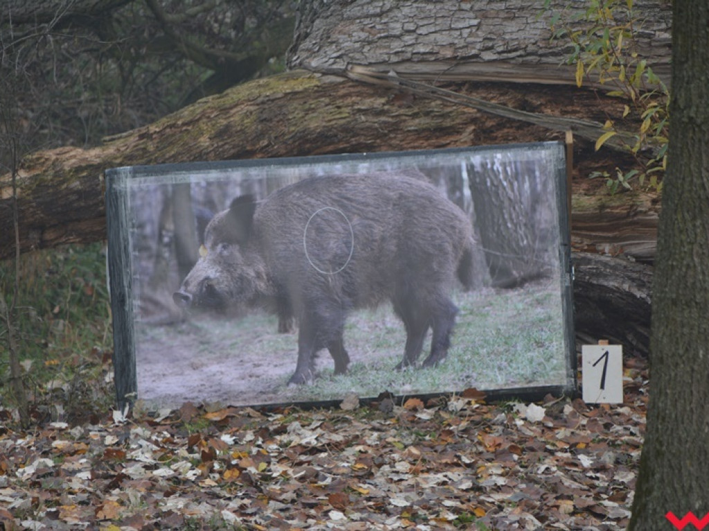 Na dzika? Tylko w Grzybowie i tylko z łukiem