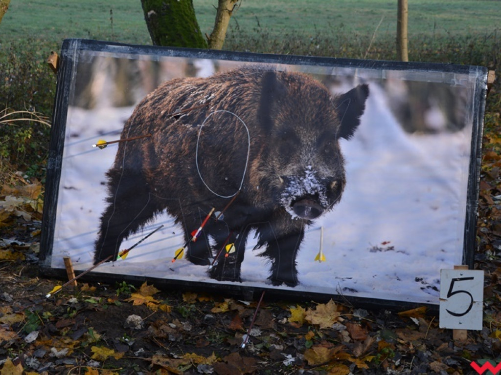 Na dzika? Tylko w Grzybowie i tylko z łukiem