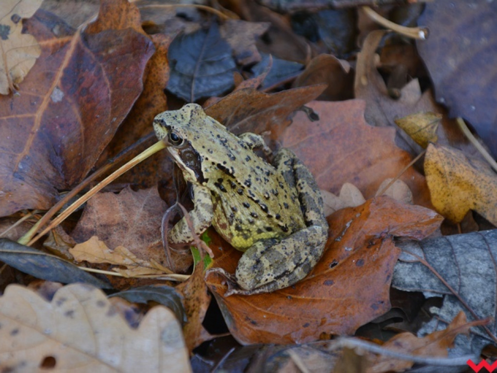 Na dzika? Tylko w Grzybowie i tylko z łukiem