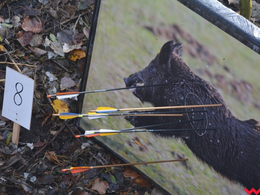 Na dzika? Tylko w Grzybowie i tylko z łukiem