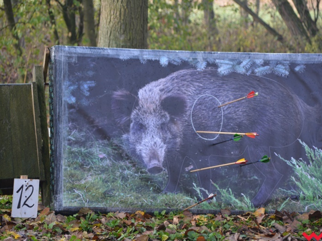 Na dzika? Tylko w Grzybowie i tylko z łukiem