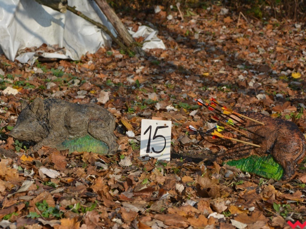 Na dzika? Tylko w Grzybowie i tylko z łukiem