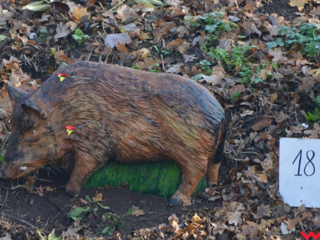 Na dzika? Tylko w Grzybowie i tylko z łukiem