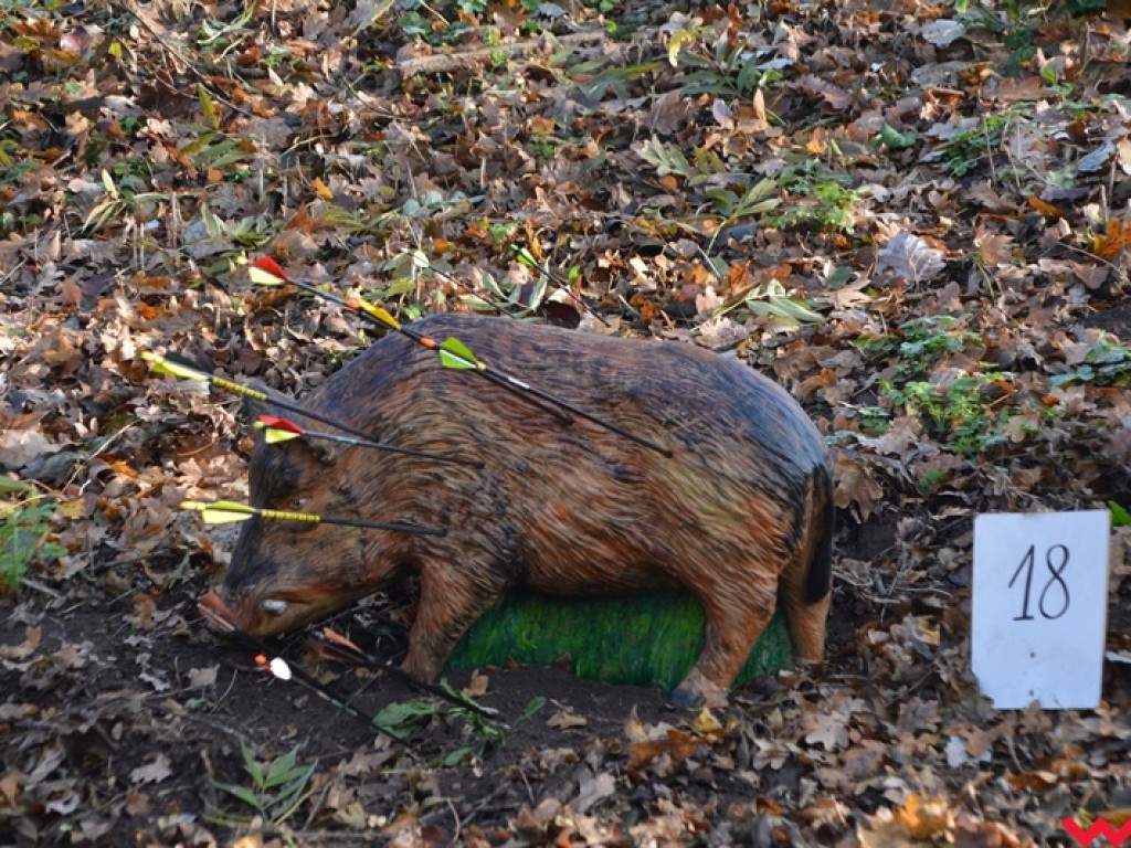 Na dzika? Tylko w Grzybowie i tylko z łukiem