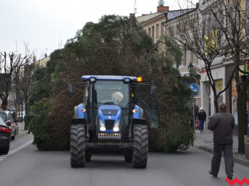 Września szykuje się do świąt. Na rynku stanęła już gigantyczna choinka
