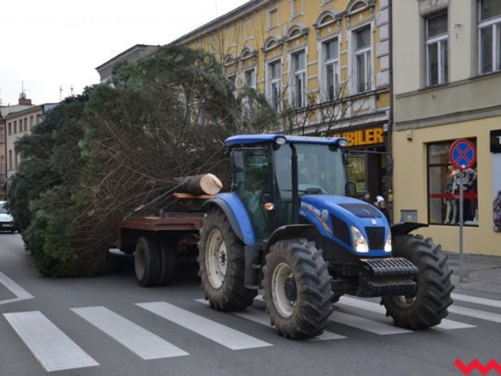 Września szykuje się do świąt. Na rynku stanęła już gigantyczna choinka
