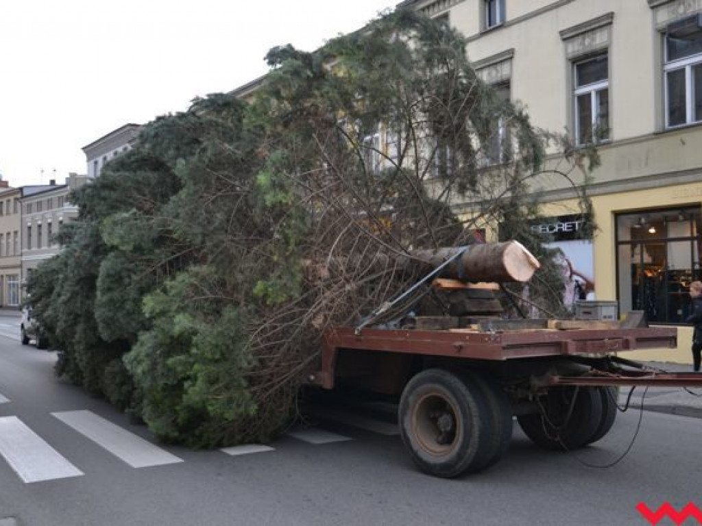 Września szykuje się do świąt. Na rynku stanęła już gigantyczna choinka