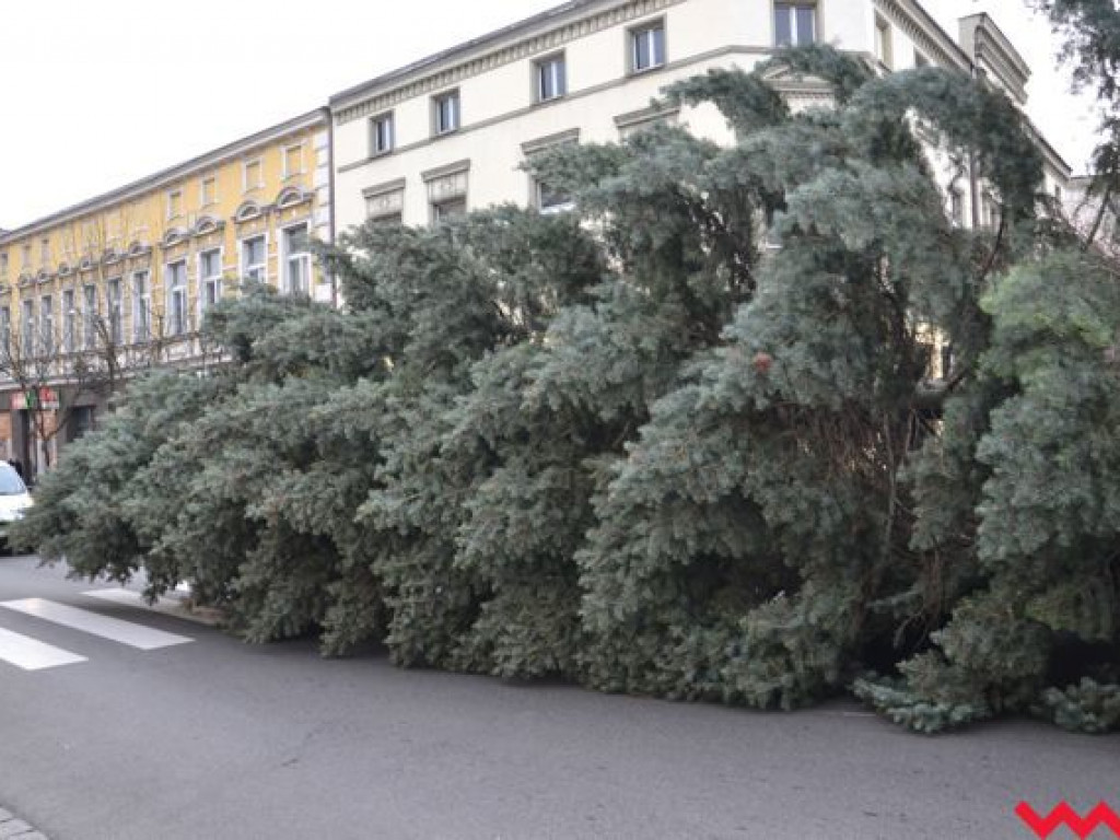 Września szykuje się do świąt. Na rynku stanęła już gigantyczna choinka