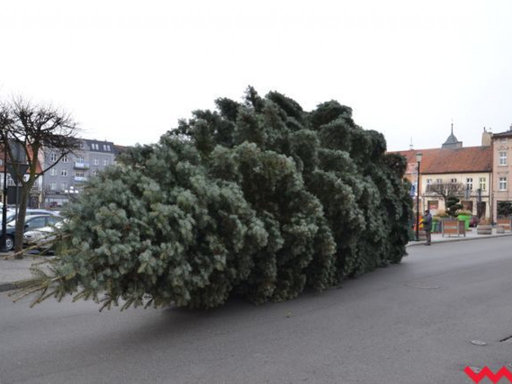 Września szykuje się do świąt. Na rynku stanęła już gigantyczna choinka