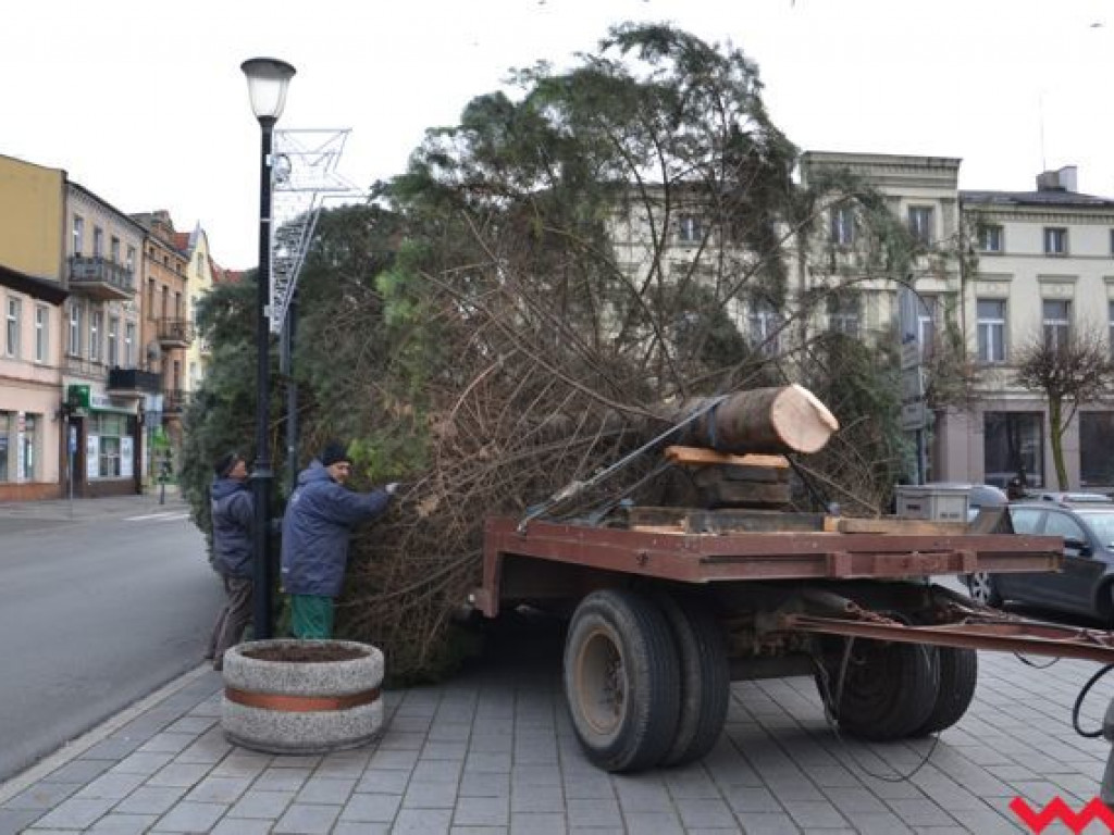 Września szykuje się do świąt. Na rynku stanęła już gigantyczna choinka