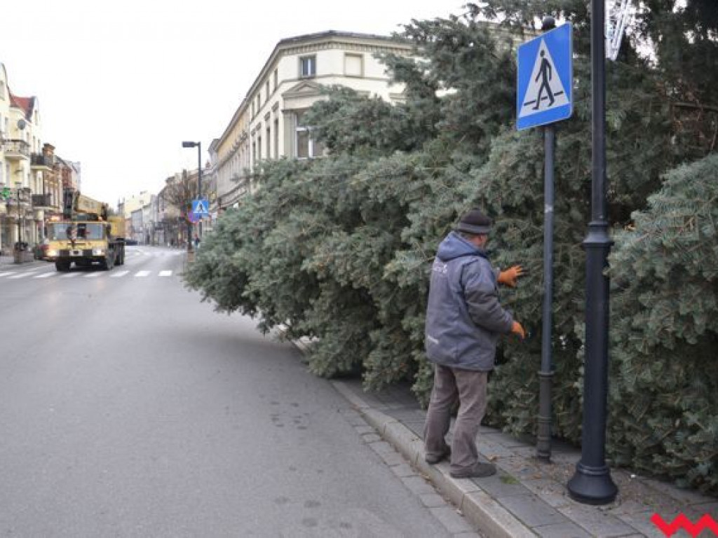 Września szykuje się do świąt. Na rynku stanęła już gigantyczna choinka