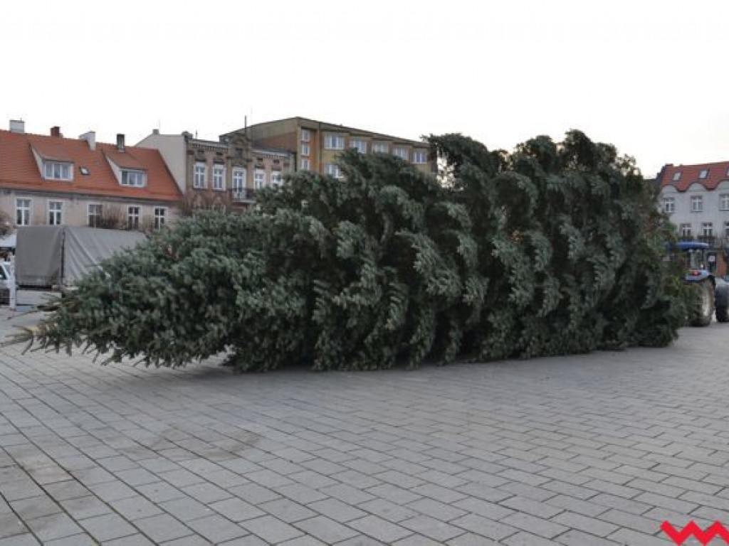 Września szykuje się do świąt. Na rynku stanęła już gigantyczna choinka