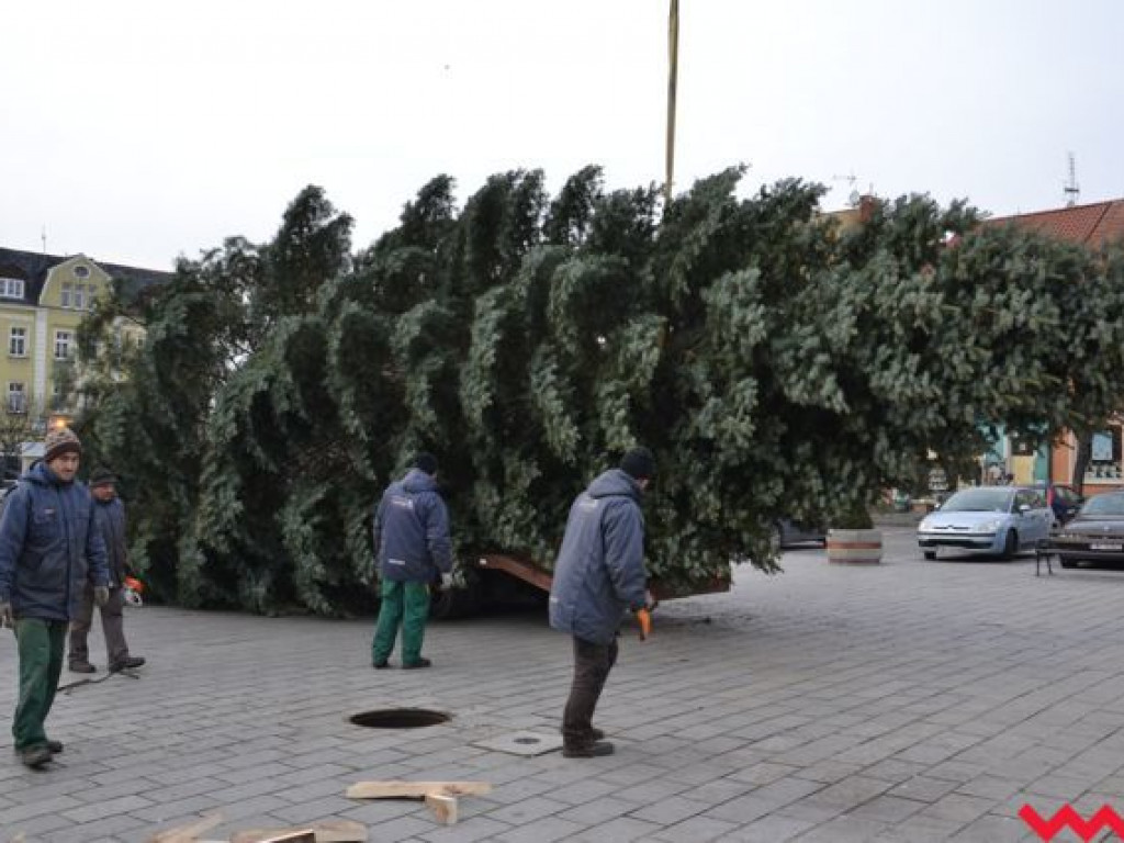 Września szykuje się do świąt. Na rynku stanęła już gigantyczna choinka