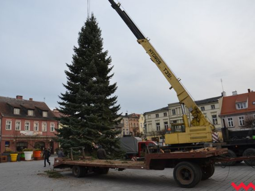 Września szykuje się do świąt. Na rynku stanęła już gigantyczna choinka