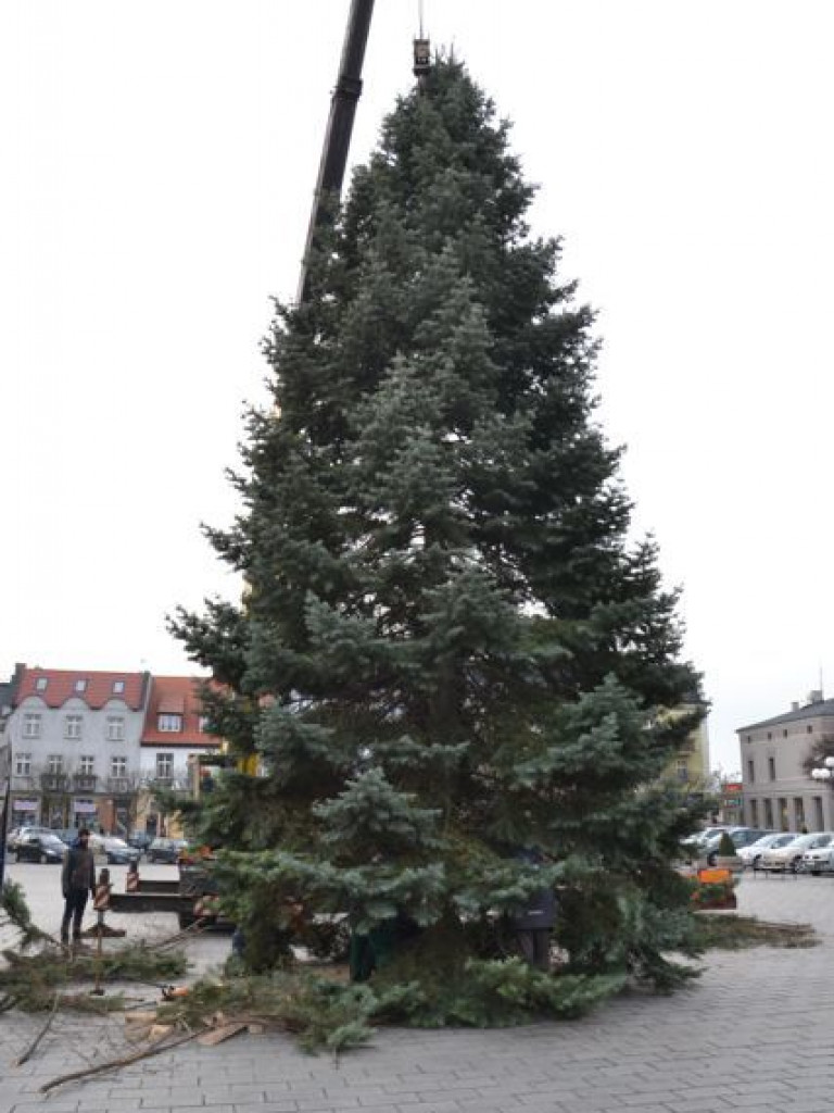 Września szykuje się do świąt. Na rynku stanęła już gigantyczna choinka