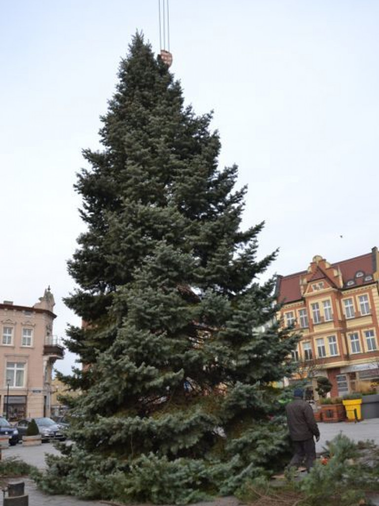Września szykuje się do świąt. Na rynku stanęła już gigantyczna choinka