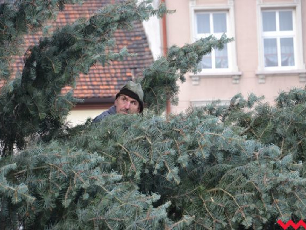 Września szykuje się do świąt. Na rynku stanęła już gigantyczna choinka