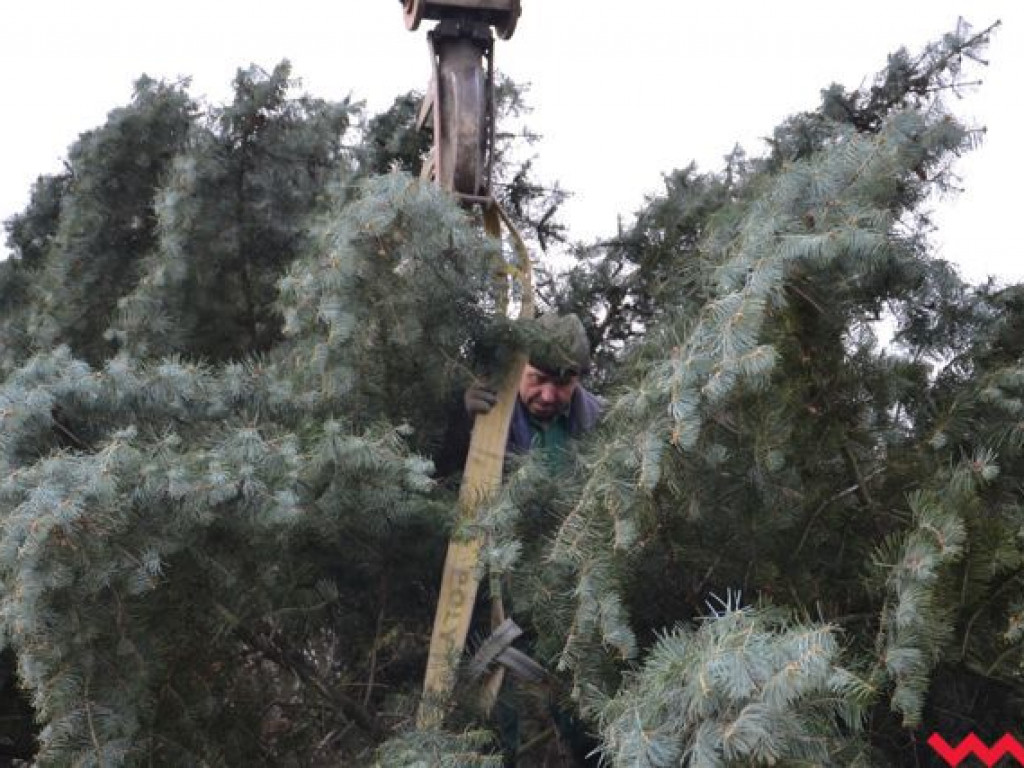 Września szykuje się do świąt. Na rynku stanęła już gigantyczna choinka