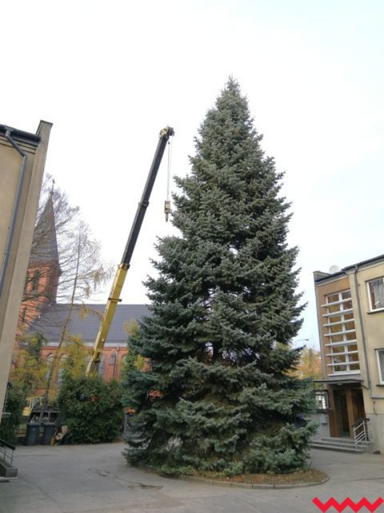 Września szykuje się do świąt. Na rynku stanęła już gigantyczna choinka
