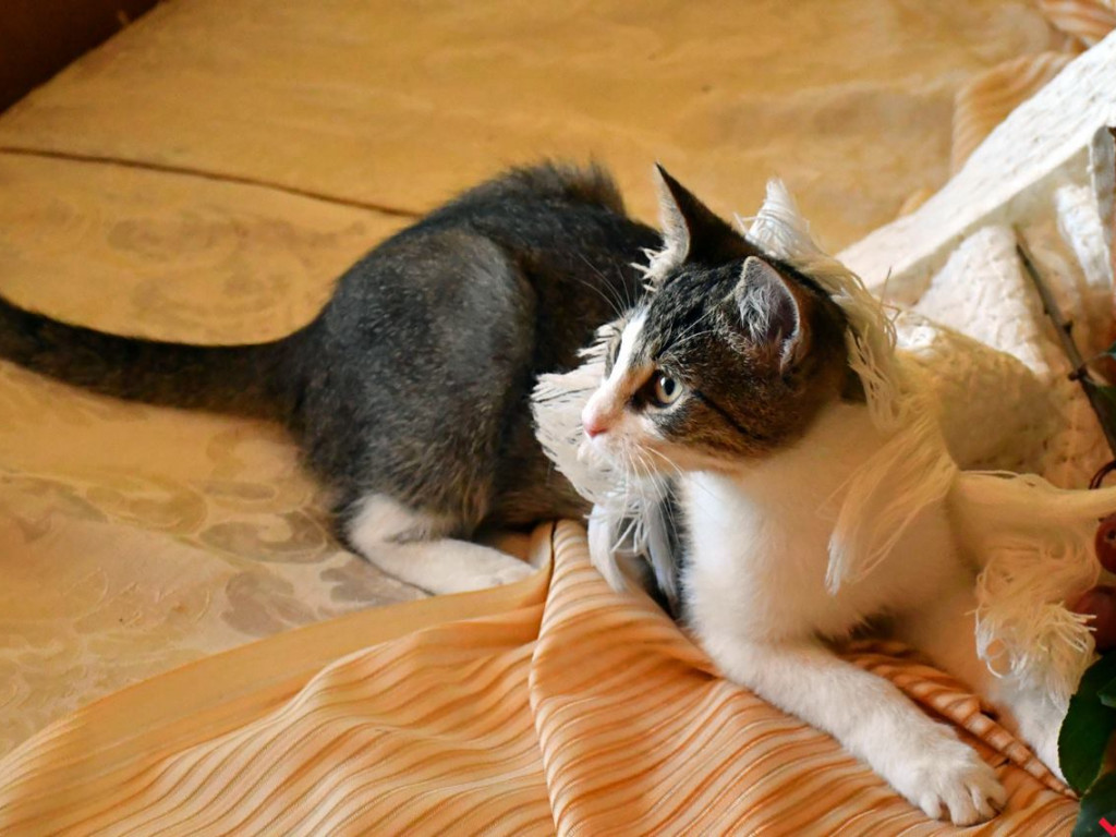 Dom bez kota to głupota – Alfik chętnie Ci to udowodni