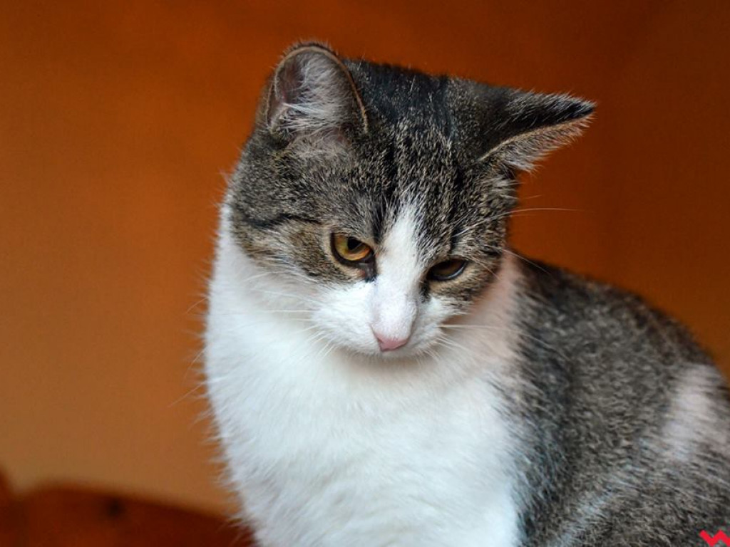 Dom bez kota to głupota – Alfik chętnie Ci to udowodni