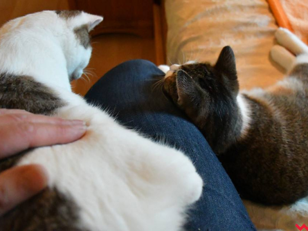 Dom bez kota to głupota – Alfik chętnie Ci to udowodni