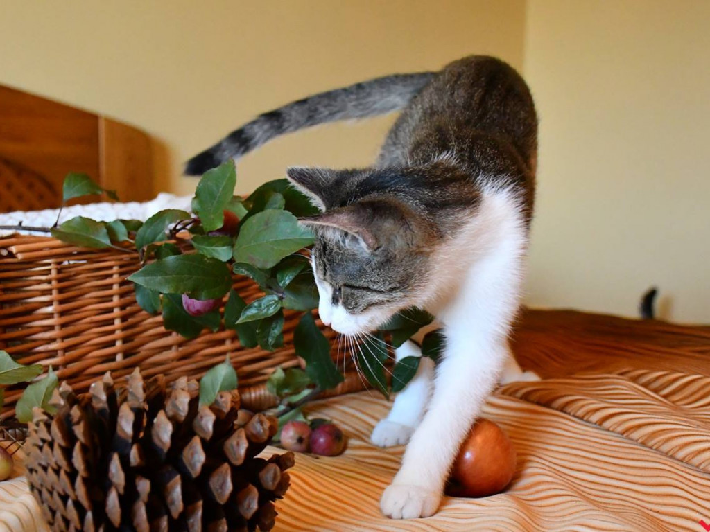 Dom bez kota to głupota – Alfik chętnie Ci to udowodni