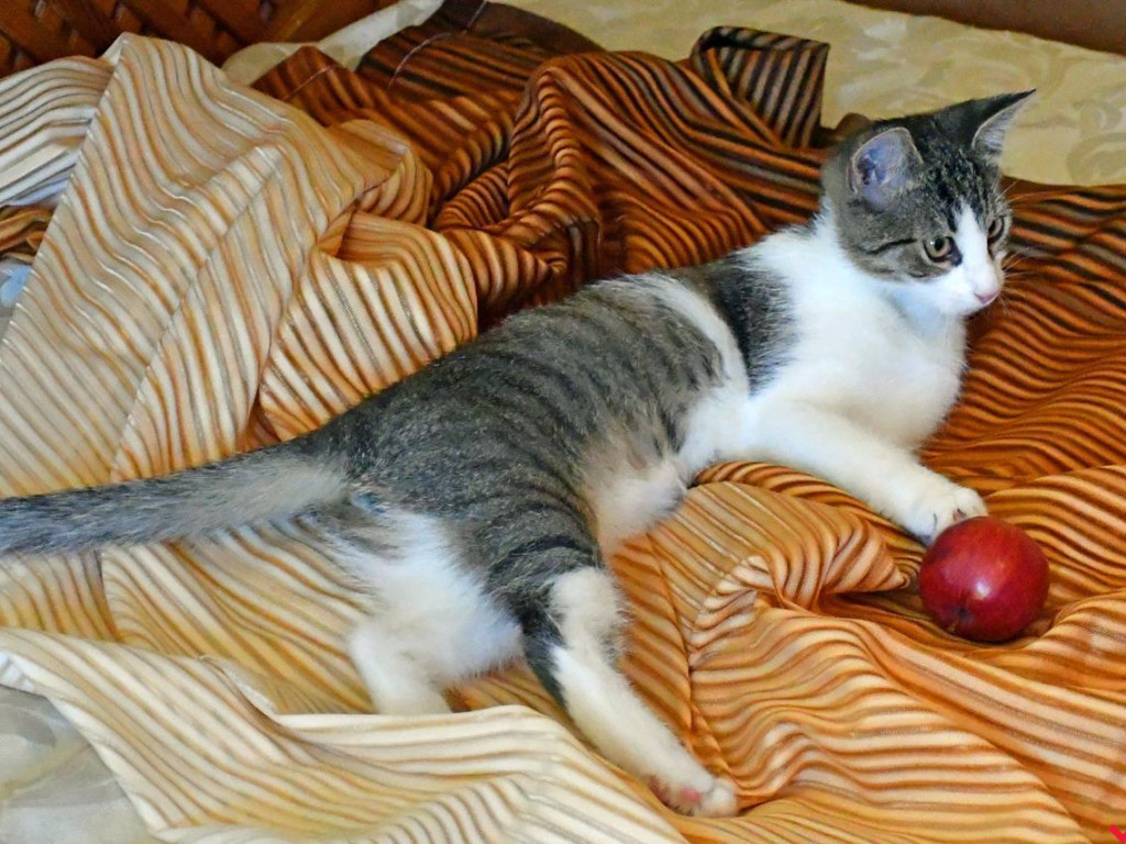 Dom bez kota to głupota – Alfik chętnie Ci to udowodni