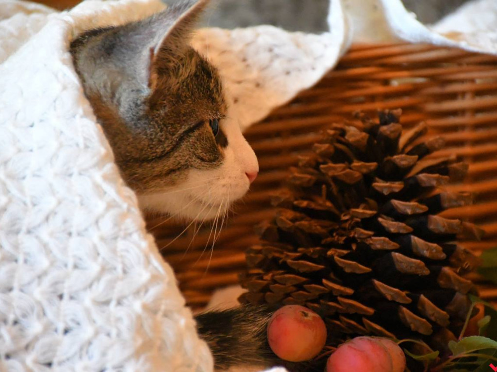 Dom bez kota to głupota – Alfik chętnie Ci to udowodni