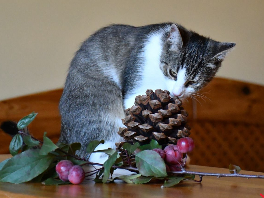 Dom bez kota to głupota – Alfik chętnie Ci to udowodni