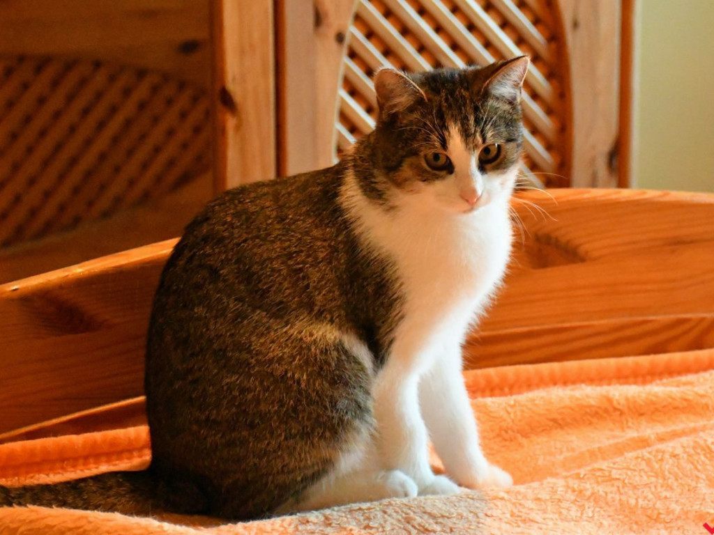 Dom bez kota to głupota – Alfik chętnie Ci to udowodni