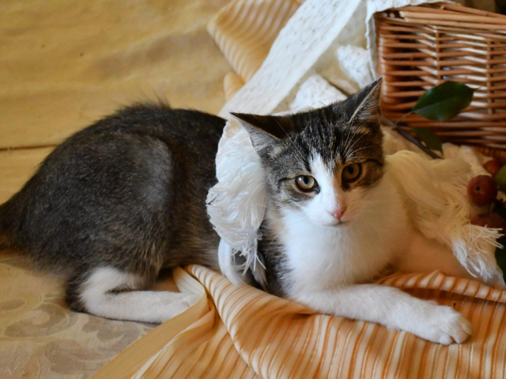 Dom bez kota to głupota – Alfik chętnie Ci to udowodni