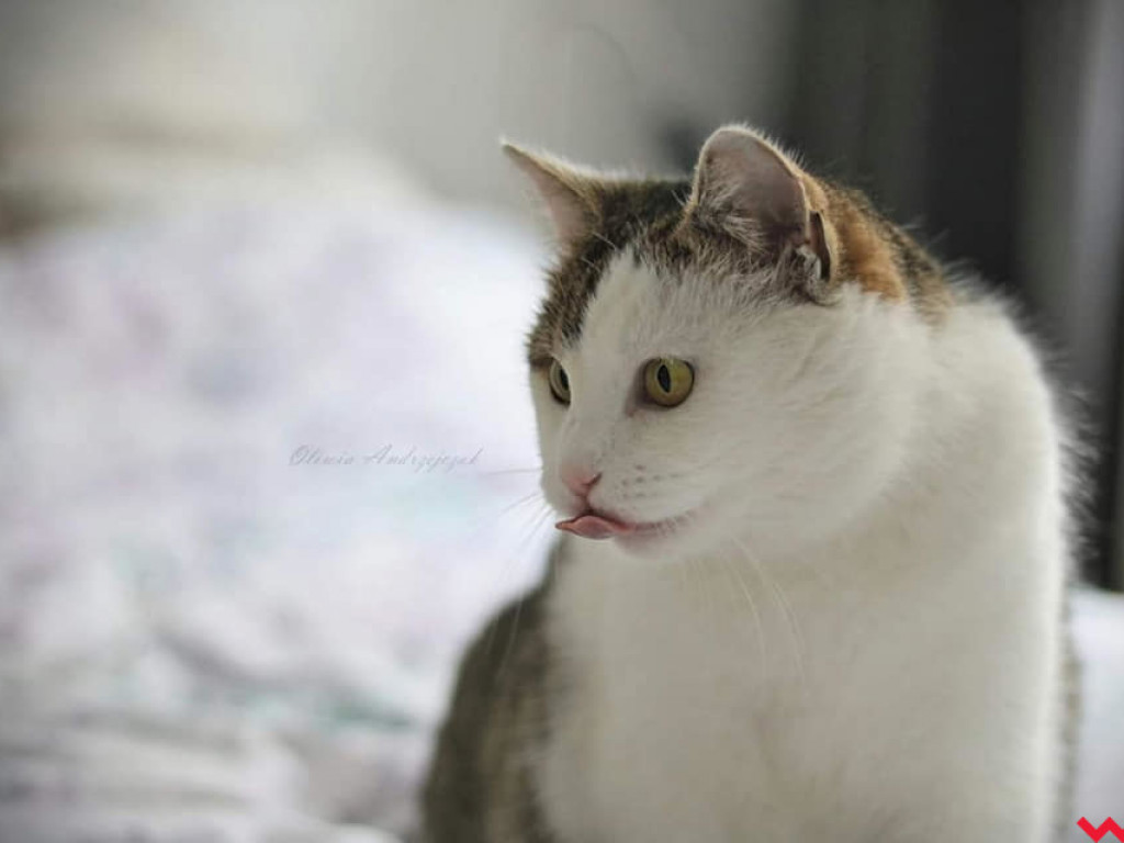 Dom bez kota to głupota – Oliwka szuka opiekuna, dla którego stanie się oczkiem w głowie