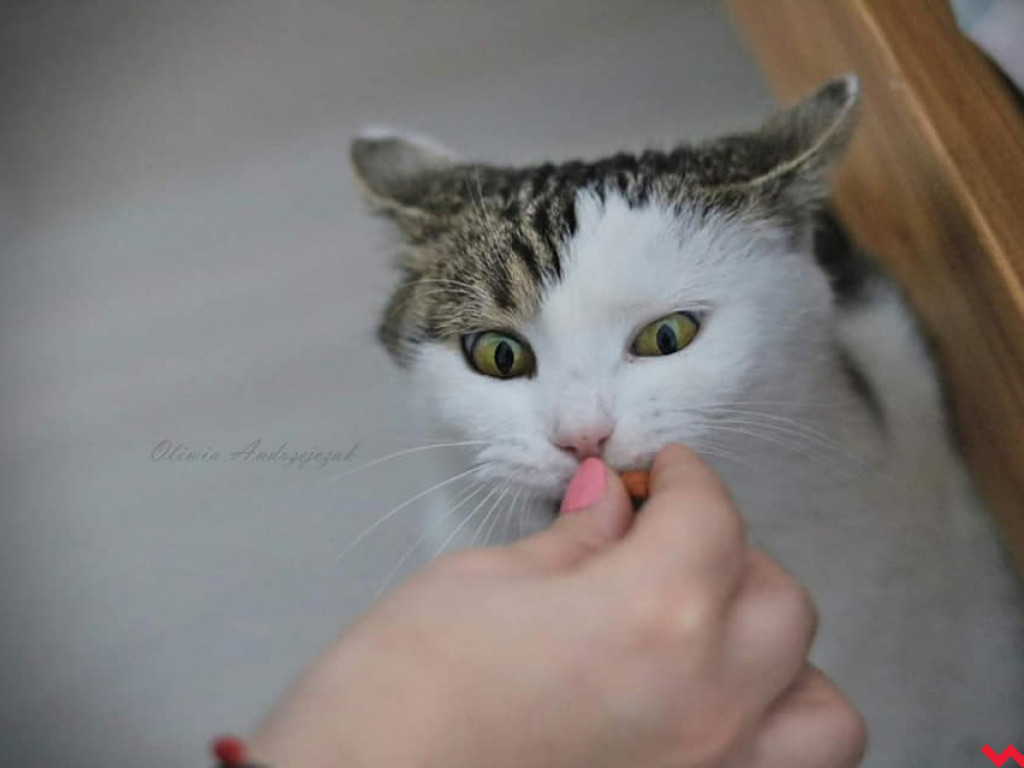 Dom bez kota to głupota – Oliwka szuka opiekuna, dla którego stanie się oczkiem w głowie