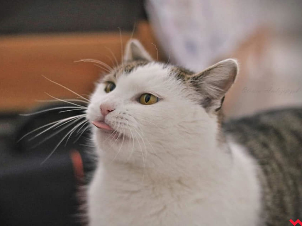 Dom bez kota to głupota – Oliwka szuka opiekuna, dla którego stanie się oczkiem w głowie