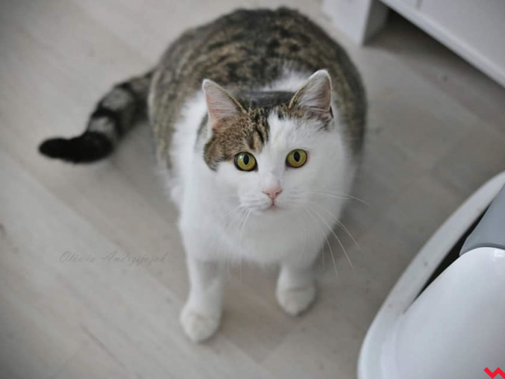 Dom bez kota to głupota – Oliwka szuka opiekuna, dla którego stanie się oczkiem w głowie