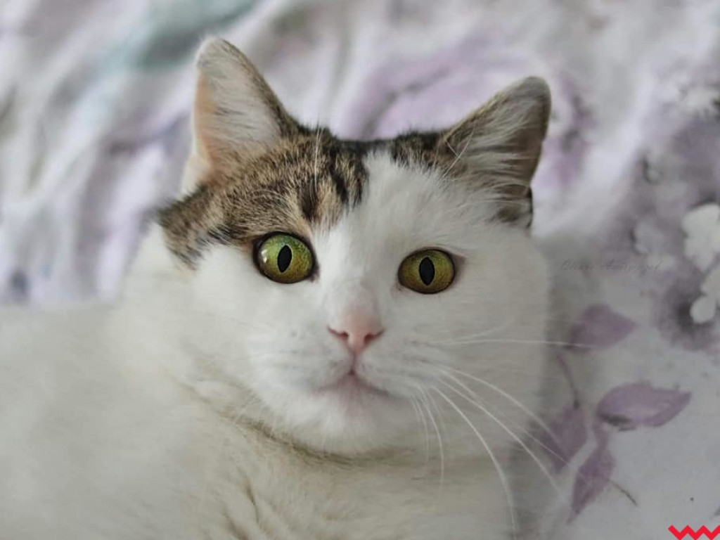 Dom bez kota to głupota – Oliwka szuka opiekuna, dla którego stanie się oczkiem w głowie