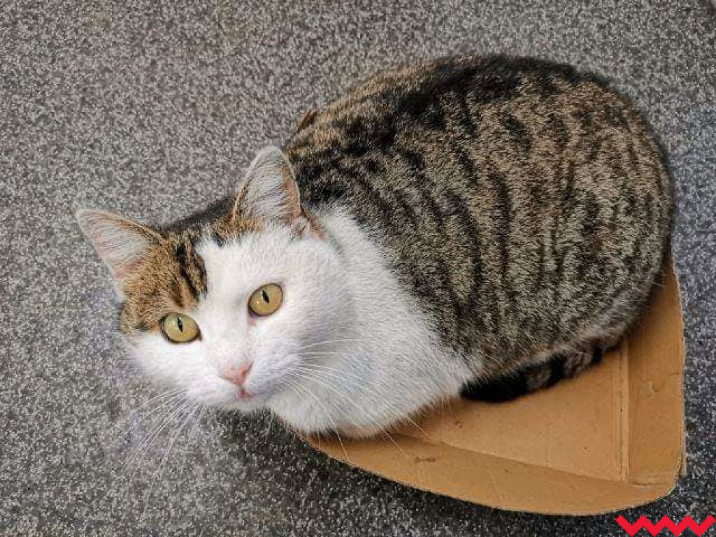 Dom bez kota to głupota – Oliwka szuka opiekuna, dla którego stanie się oczkiem w głowie