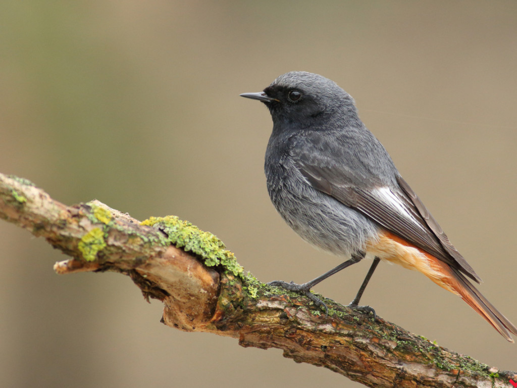 Łowca złotej godziny. Fotograf przyrody z Miłosławia opowiada o swojej pasji